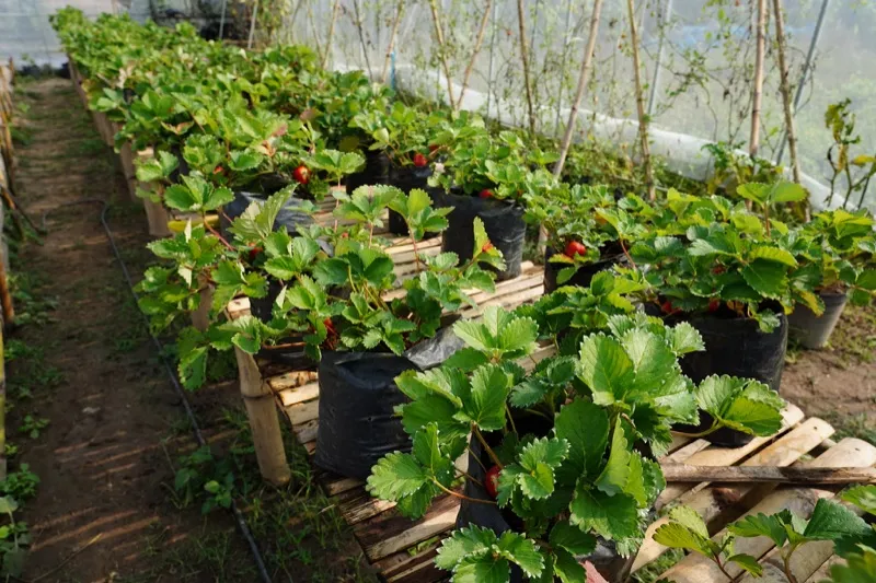 Field trip to Green House